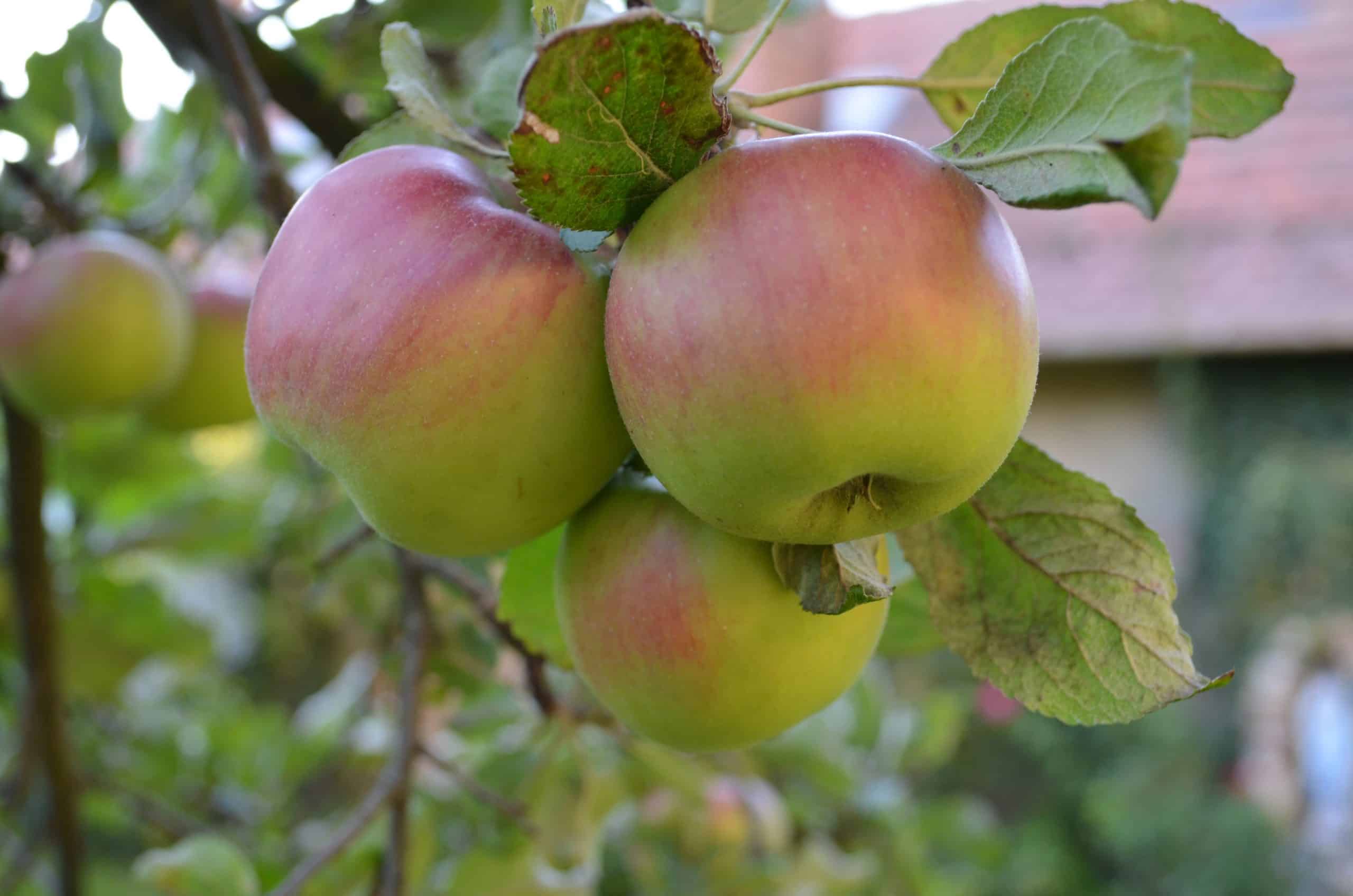 Drei Äpfel an einem Ast