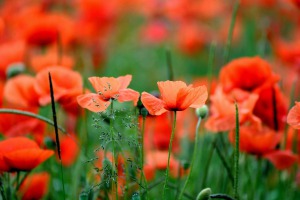 Cd des monats: deine gegenwart