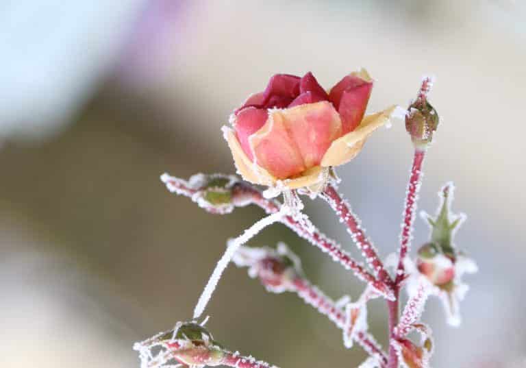 Winterrose im Programmheft